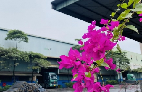 Môi trường xanh tại Thép Việt - Sing